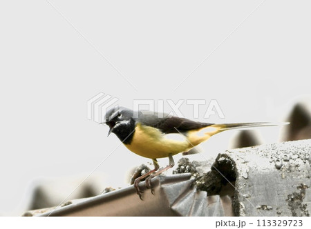 鳴いているキセキレイ 113329723