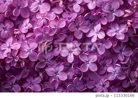 Purple lilac flowers as a background/ Syringa vulgaris Purple lilac flowers as a background/ Syringa vulgaris 113330166