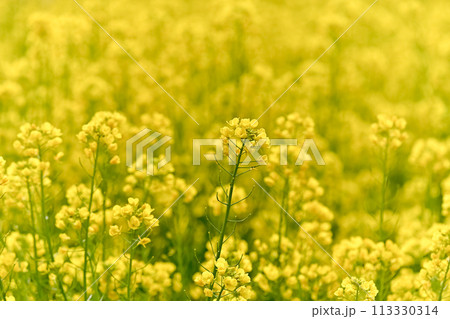 菜の花 113330314