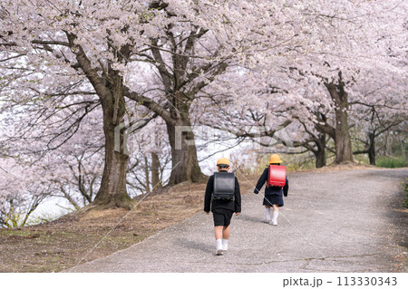 ランドセルを背負った小学生 113330343