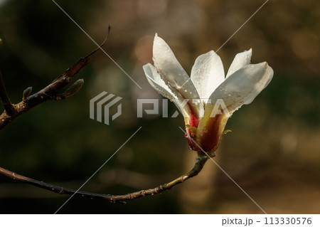 beautiful magnolia flowers with water droplets beautiful magnolia flowers with water droplets 113330576