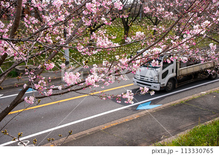 桜の花と平ボディーのトラック 113330765