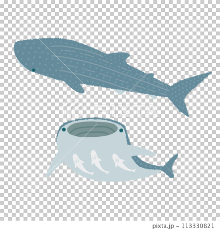 かわいいジンベエザメのイラスト 113330821