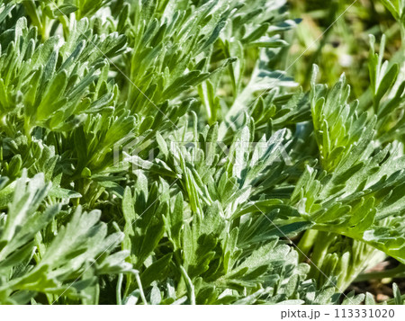 Close-up of Artemisia in early spring. Wormwood. Medicinal plants 113331020