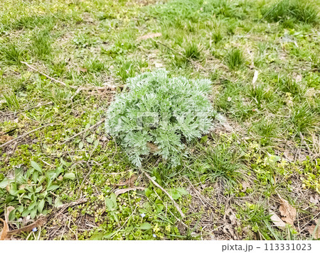 Close-up of Artemisia in early spring. Wormwood. Medicinal plants Close-up of Artemisia in early spring. Wormwood. Medicinal plants 113331023