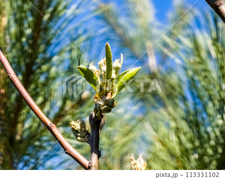 Close-up of pear tree buds in early spring 113331102