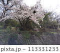 桜のある風景 113331233