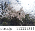 桜のある風景 113331235