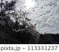 桜のある風景 113331237