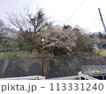 桜のある風景 113331240