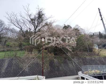 桜のある風景 113331240
