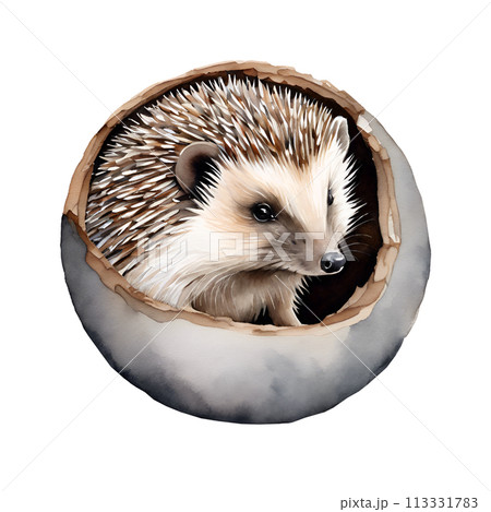 Watercolor and painting cute hedgehog or porcupine. Jungle Animal Illustration isolated on white background 113331783