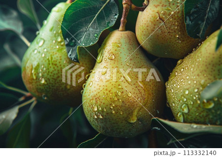 Ripe pears on the tree in the garden. Close up. 113332140