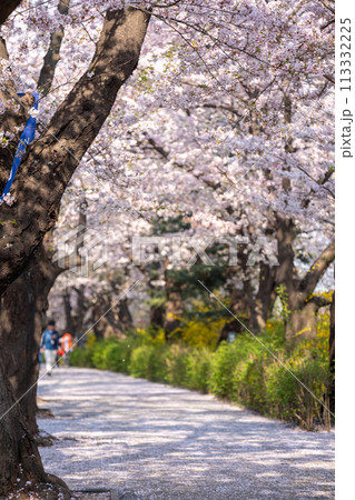 Yeongdeungpo Yeouido Spring Flower Festival, one of the annual cherry blossom festivals in Seoul, South Korea 113332225