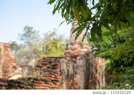 Plant growing on crack Red Brick Wall Plant growing on crack Red Brick Wall 113332229