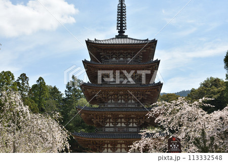 醍醐寺 五重塔とサクラ 醍醐寺 五重塔とサクラ 113332548