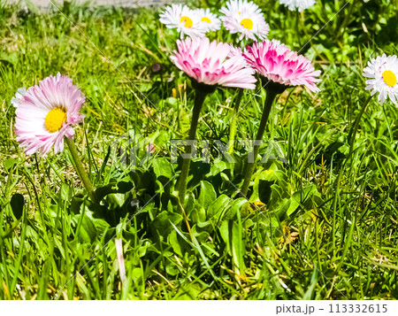 Delicate white and pink Daisies or Bellis perennis flowers on green grass. Lawn Daisy blooms in spring Delicate white and pink Daisies or Bellis perennis flowers on green grass. Lawn Daisy blooms in spring 113332615