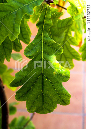 Fig leaf on beige background 113332721