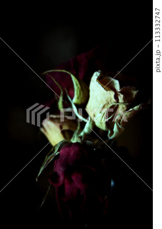 One yellow rose and two dried red ones One yellow rose and two dried red ones 113332747