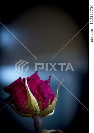 One yellow rose and two dried red ones One yellow rose and two dried red ones 113332750