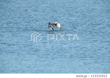 ミサゴの狩り ミサゴの狩り 113332912