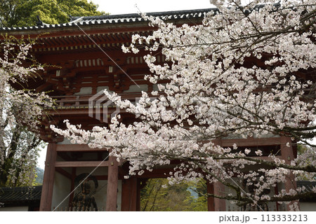 醍醐寺　仁王門とサクラ 113333213