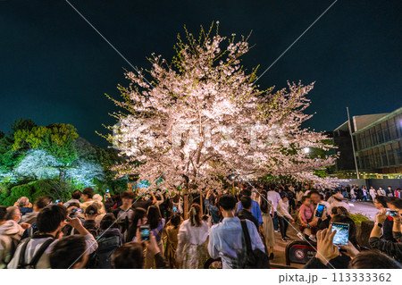 日本の東京都市景観 満開の桜。千鳥ヶ淵のライトアップも間もなく消灯だが驚異の人出＝7日 113333362