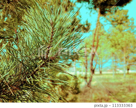 Beautiful branch of coniferous pine tree, close-up Beautiful branch of coniferous pine tree, close-up 113333363