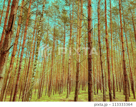 Green pine forest in a sunny day. Green pine forest in a sunny day. 113333364