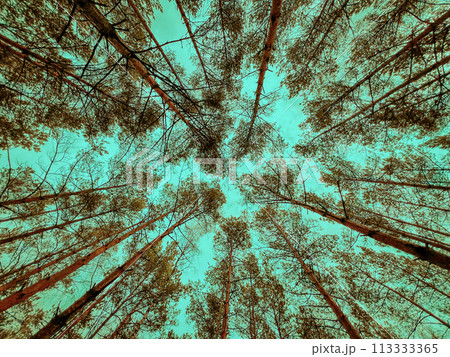 Bottom view of tall old trees in evergreen pine forest, Blue sky Bottom view of tall old trees in evergreen pine forest, Blue sky 113333365