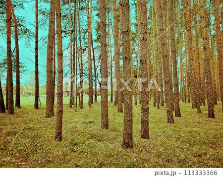 Beautiful view from inside of Polish forest through green forest trees  113333366