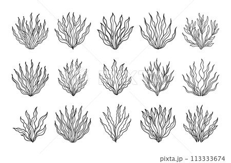 Set of algae or coral reefs. Collection of underwater plants. Set of seaweed icons. Sketch, illustration. Vector 113333674
