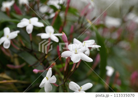 羽衣ジャスミンの花 ソケイ 113335070