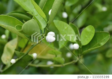 ケラジミカンの花 ケラジミカンの花 113335199