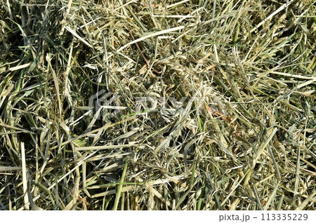 エンバク畑 エンバク畑 113335229