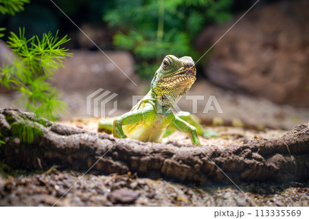 A Chinese Water Dragon, Physignatus cocincinus, perches attentively on a sunlit log, its scales shimmering in the natural light. 113335569