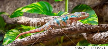 A vividly colored chameleon is perched on a branch, blending with the surrounding foliage. 113335571