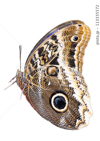 A stunning Morpho butterfly reveals the intricate patterns and eye spot on its wings, showcasing natures beauty with its wings partially spread. Isolated on white background A stunning Morpho butterfly reveals the intricate patterns and eye spot on its wings, showcasing natures beauty with its wings partially spread. Isolated on white background 113335572