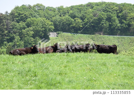 牛の放牧 月山高原牧場 山形県 113335855