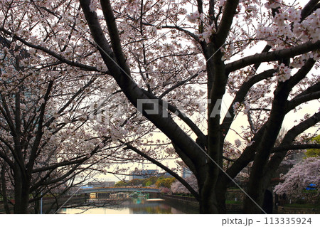 春 早朝の桜 大阪城周辺 春 早朝の桜 大阪城周辺 113335924