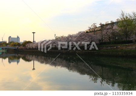 春 早朝の桜 大阪城周辺 春 早朝の桜 大阪城周辺 113335934