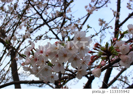 春 早朝の桜 大阪城周辺 春 早朝の桜 大阪城周辺 113335942