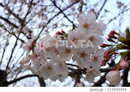 春 早朝の桜 大阪城周辺 春 早朝の桜 大阪城周辺 113335945