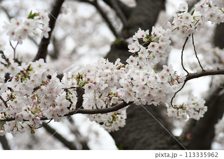 桜　砂押川プラムラード 113335962