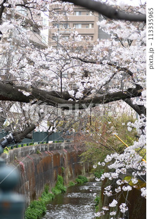 桜 砂押川プラムラード 桜 砂押川プラムラード 113335965