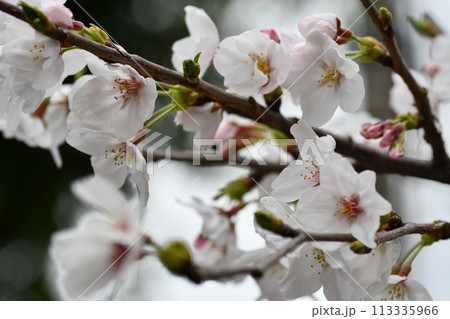桜 砂押川プラムラード 桜 砂押川プラムラード 113335966