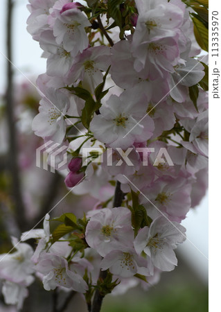 桜　砂押川プラムラード 113335970