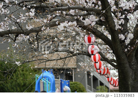 桜 砂押川プラムラード 桜 砂押川プラムラード 113335983