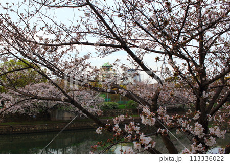 春 大阪城と早朝の桜 春 大阪城と早朝の桜 113336022