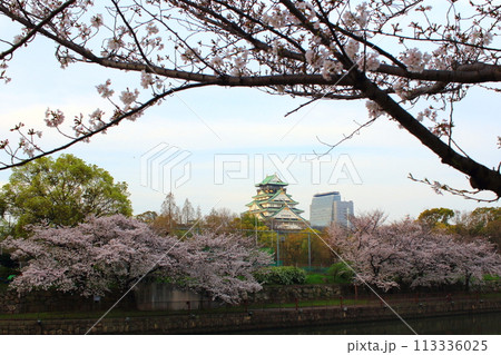 春　大阪城と早朝の桜 113336025